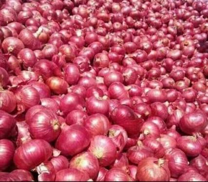 Public product photo - 20 ton red/golden onion (FOB)